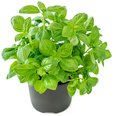 Fresh 9-inch basil plant in a pot with vibrant green leaves, ideal for cooking, gardening, and fresh herbs.